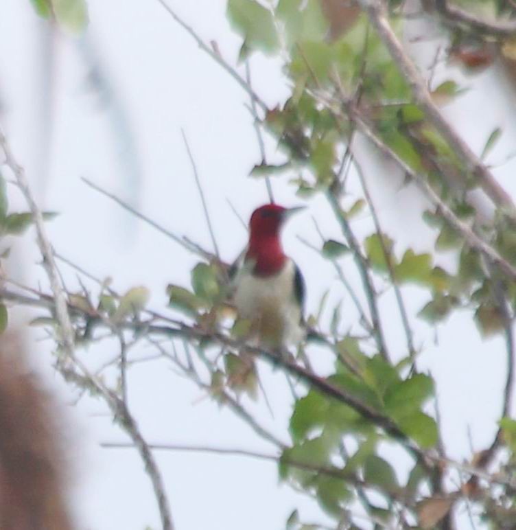 Red-headed Woodpecker - William Scott