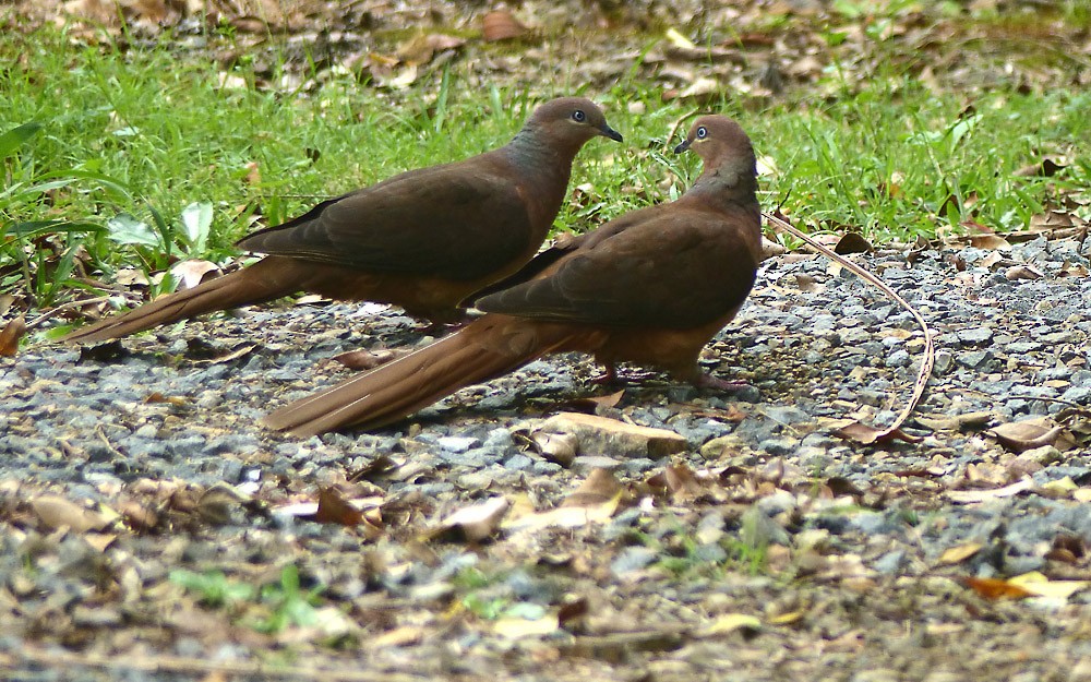Brown Cuckoo-Dove - ML71025341
