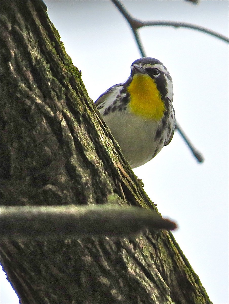 Yellow-throated Warbler - ML71025411