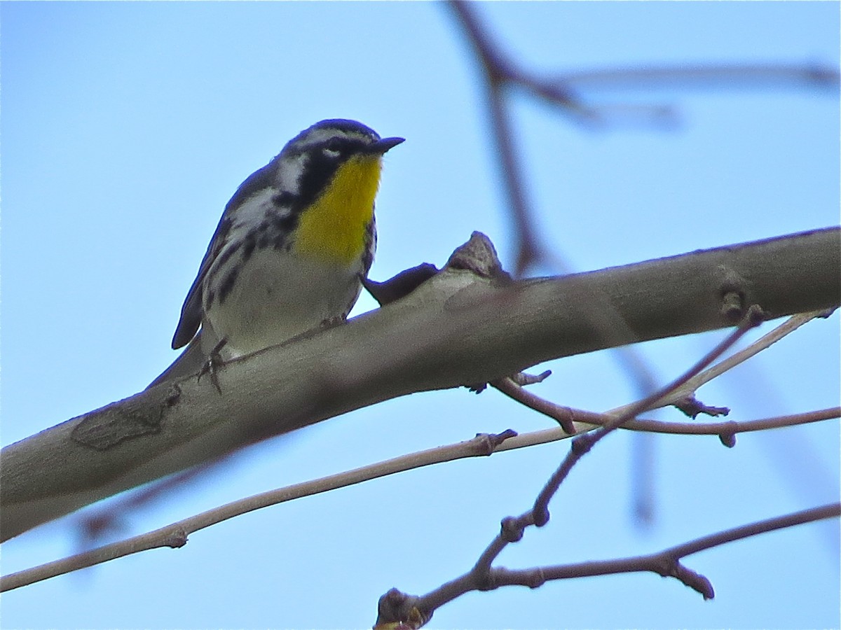 Yellow-throated Warbler - ML71025421
