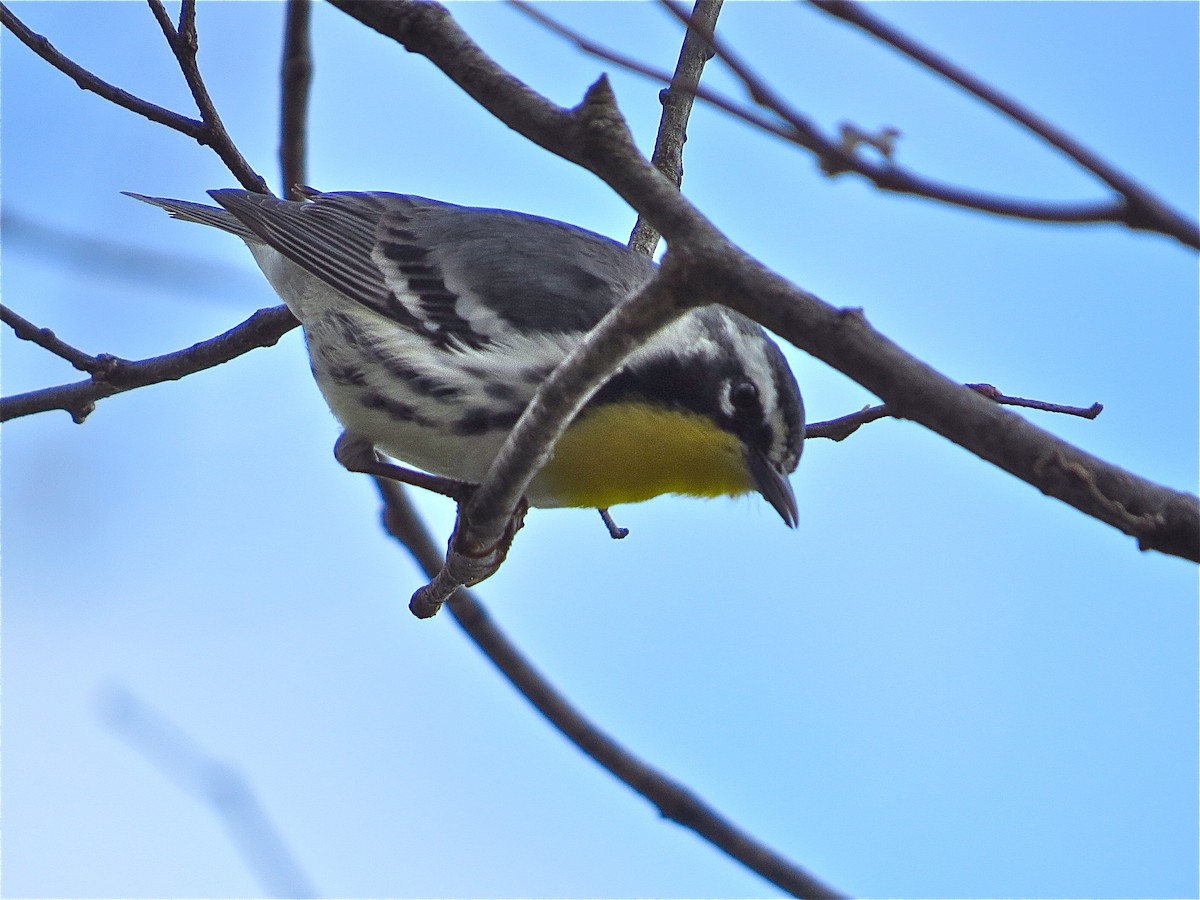 Yellow-throated Warbler - ML71025441