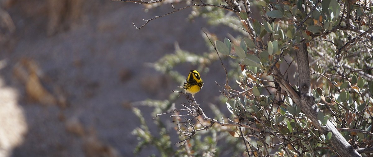 Townsend's Warbler - Justin Neal