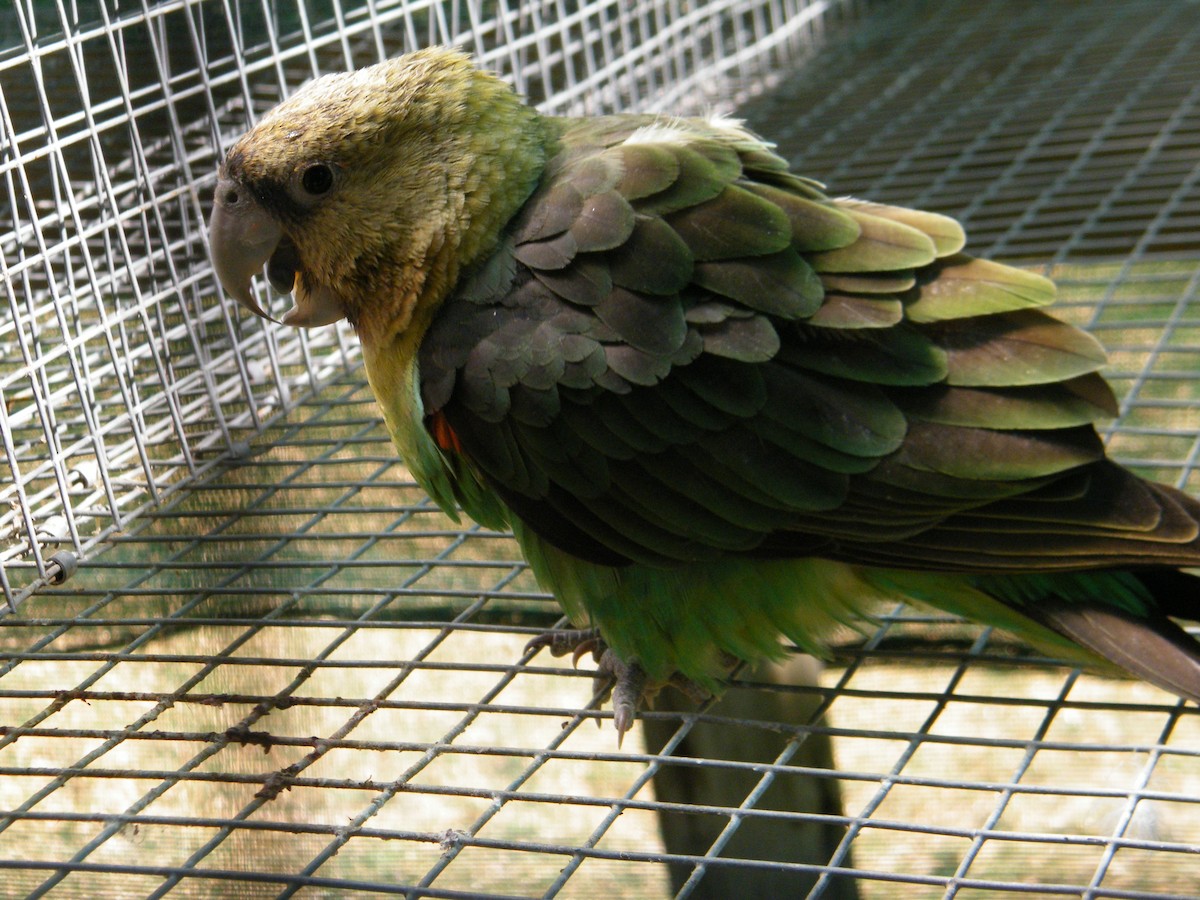 Cape Parrot - Nico Rosseel