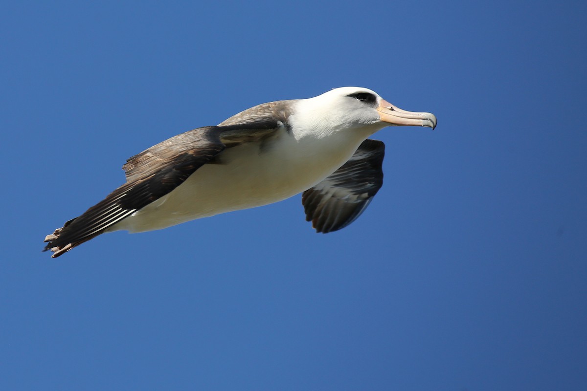 Laysan Albatross - Laura Keene