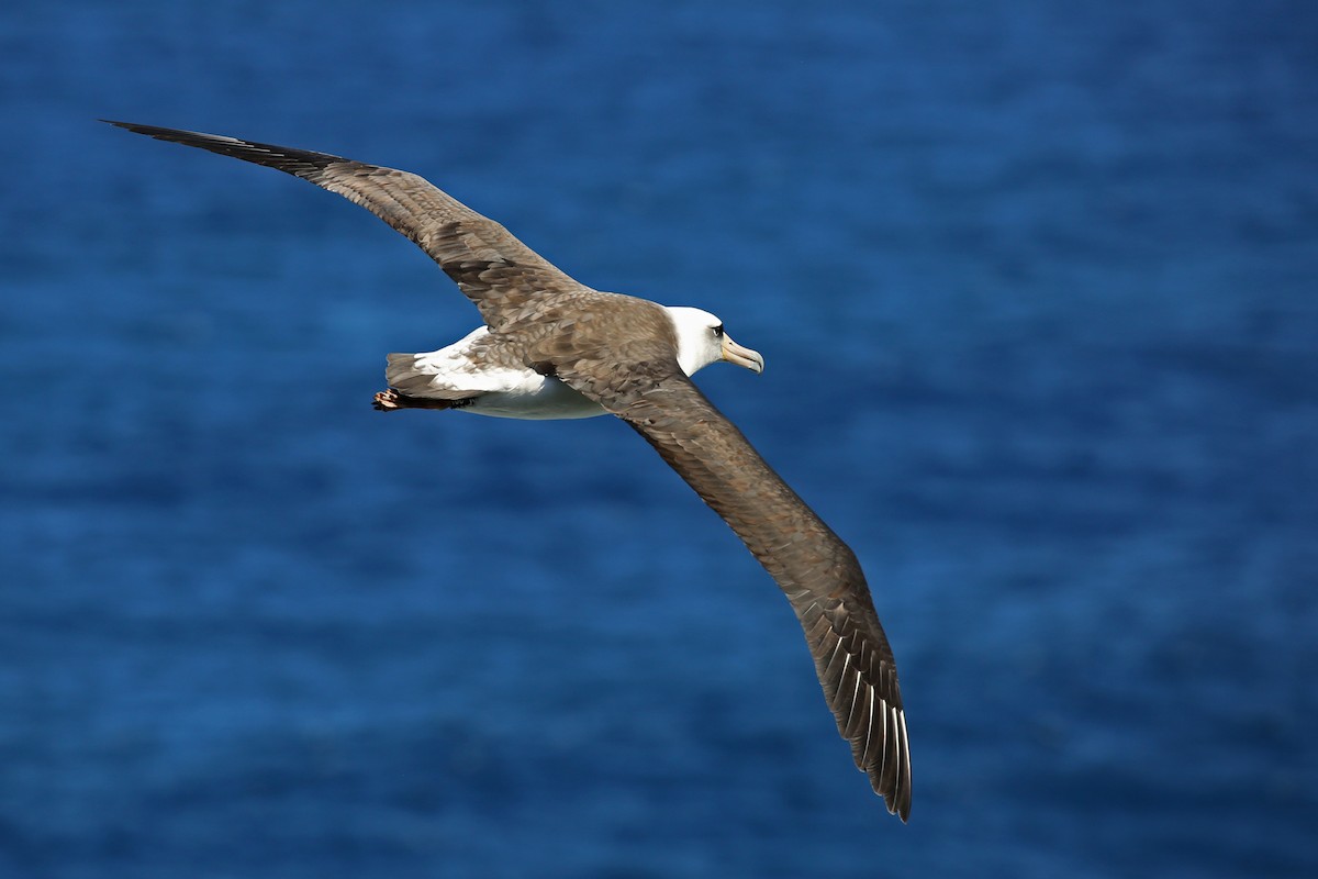 Laysan Albatross - ML71029881