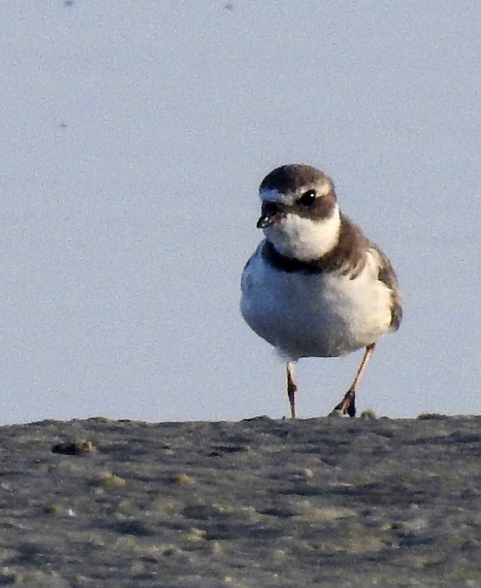 Semipalmated Plover - ML71030761
