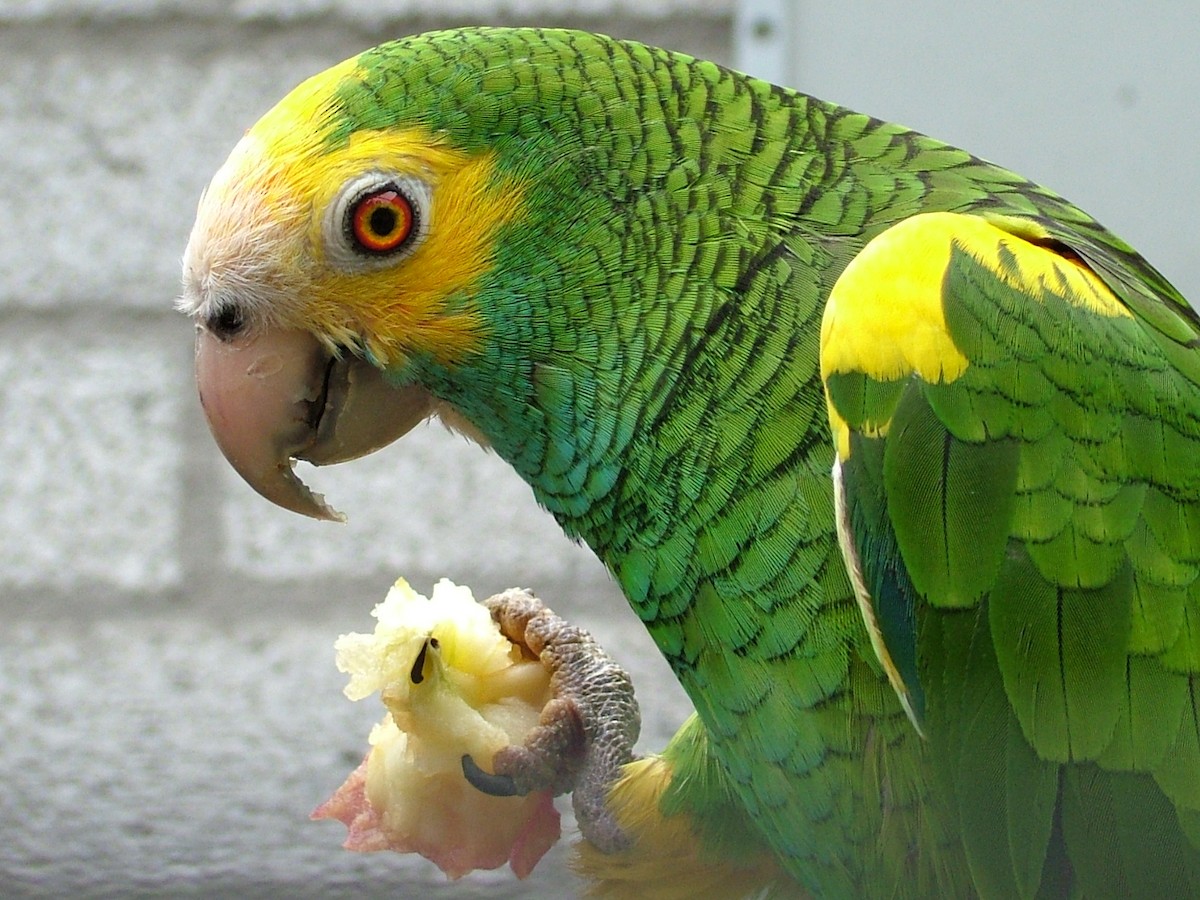 Yellow-shouldered Parrot - Nico Rosseel