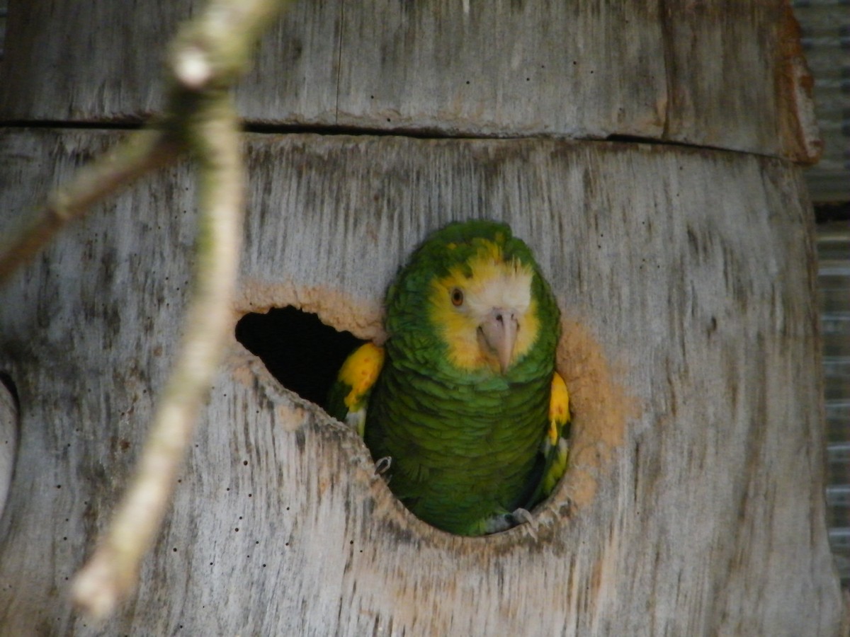 Yellow-shouldered Parrot - Nico Rosseel