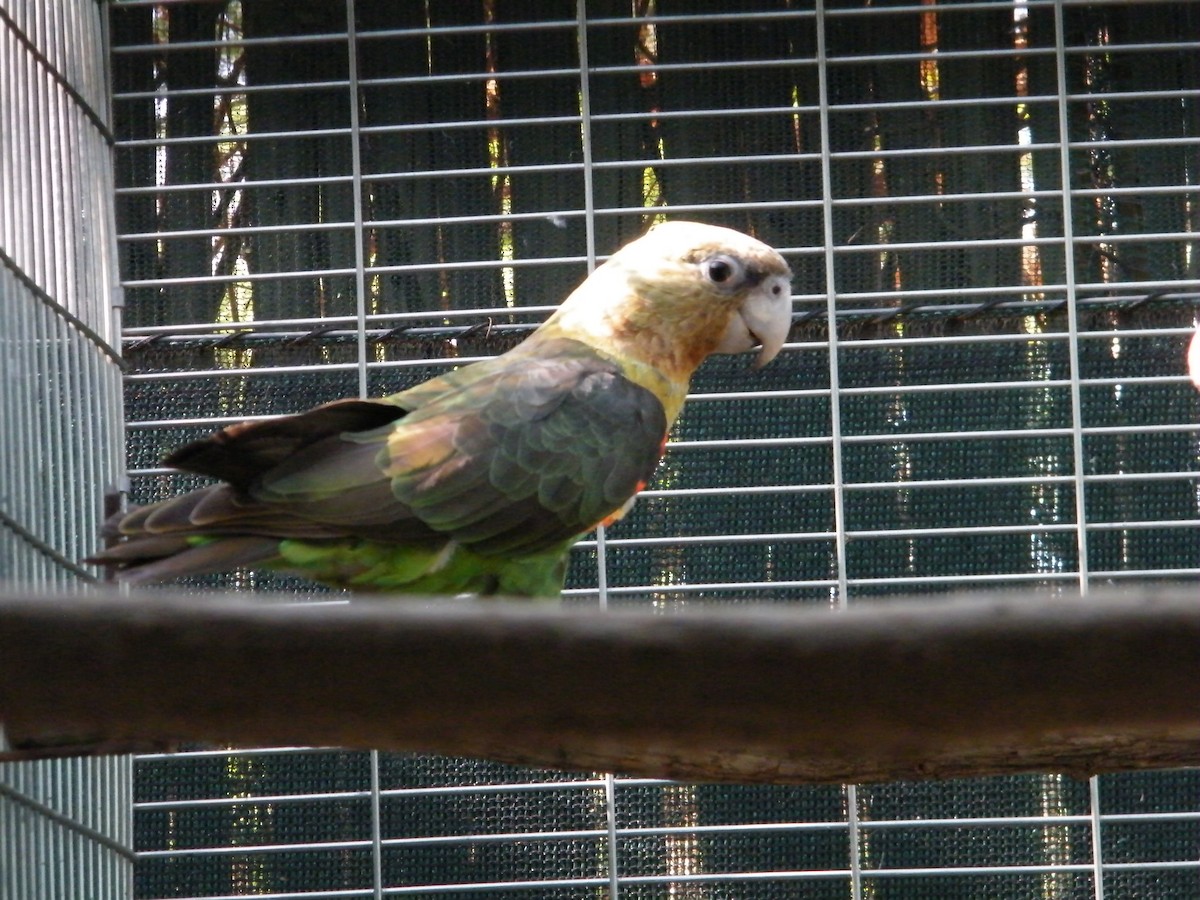 Cape Parrot - Nico Rosseel