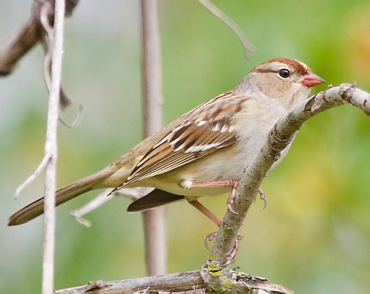 White-crowned Sparrow - ML71033361