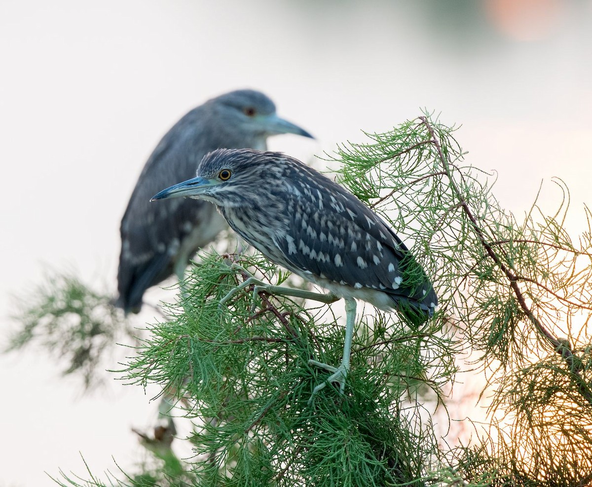 Black-crowned Night Heron - Kai Pflug