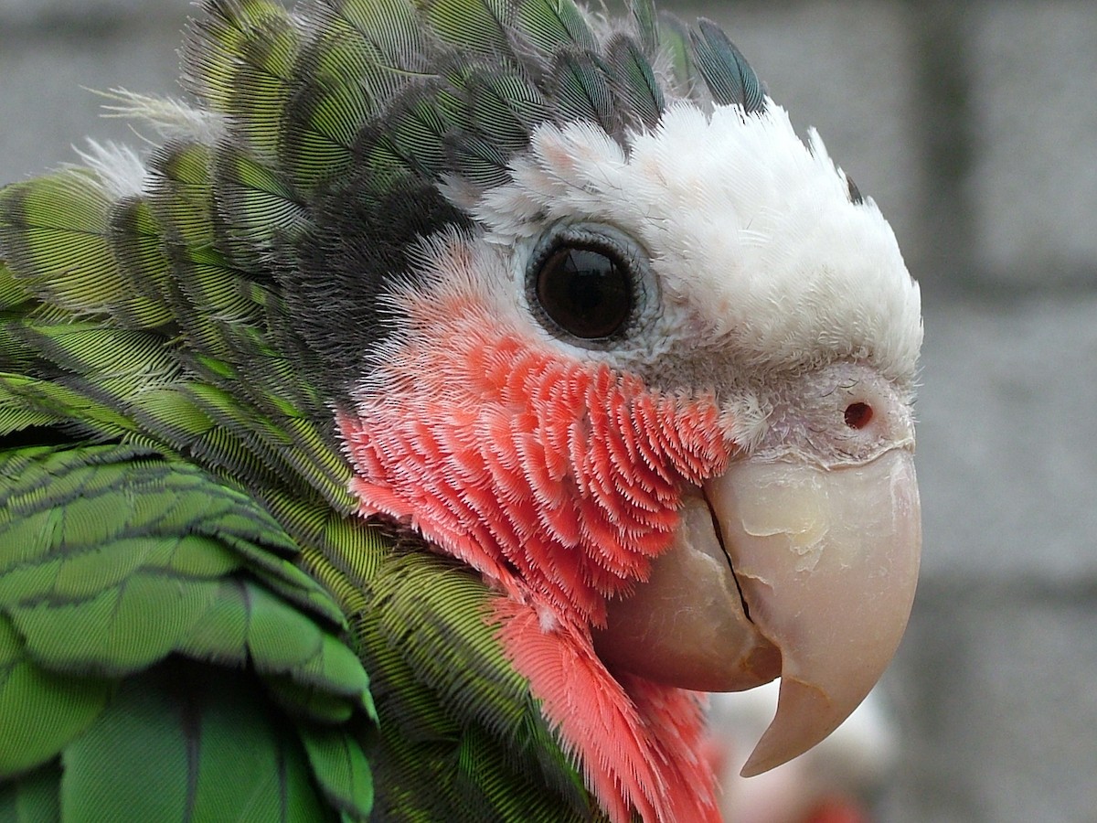 Cuban Parrot (Cuban) - Nico Rosseel