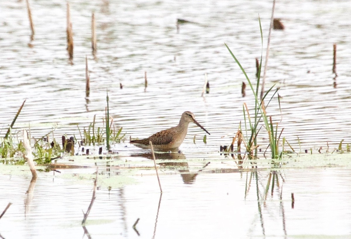 Long-billed Dowitcher - Karl Overman
