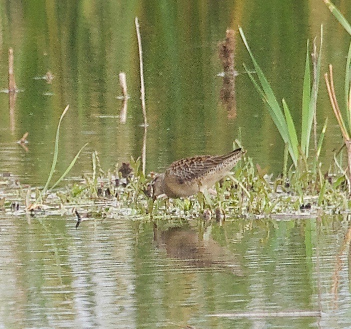 Long-billed Dowitcher - ML71034401