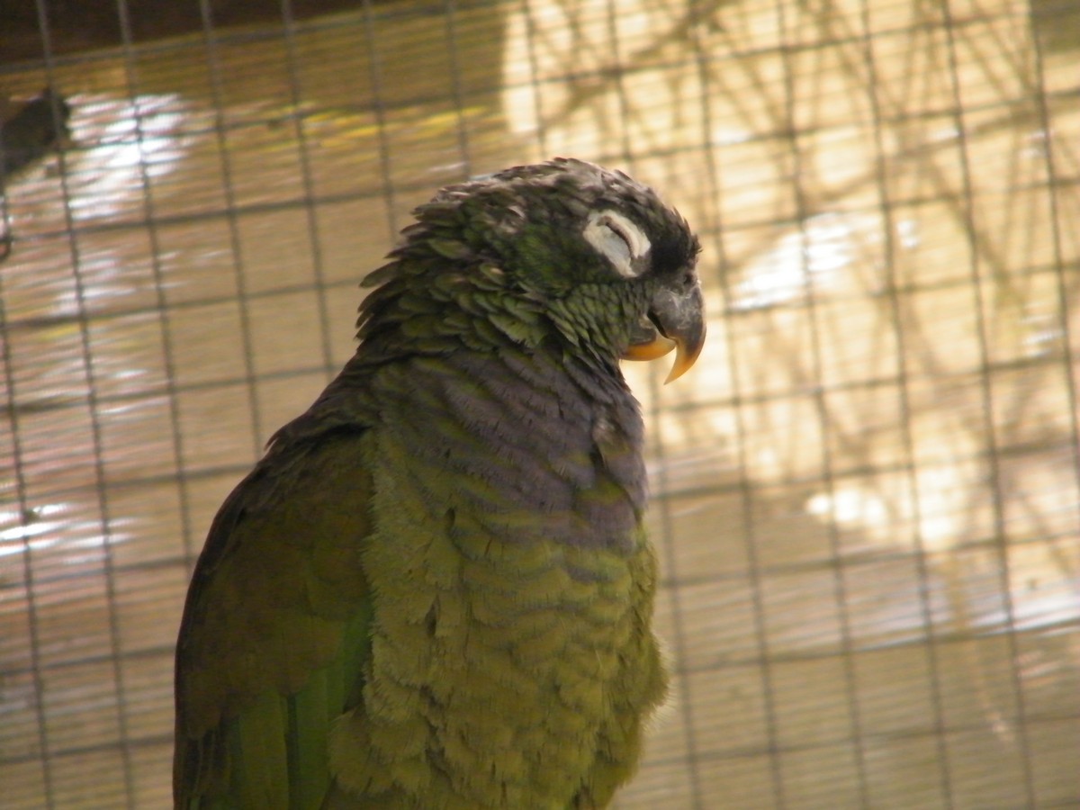 Scaly-headed Parrot - Nico Rosseel