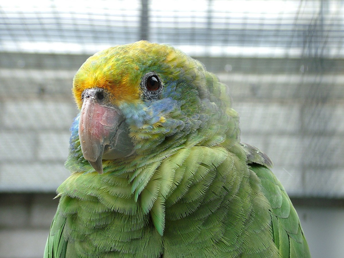 Blue-cheeked Parrot - Nico Rosseel