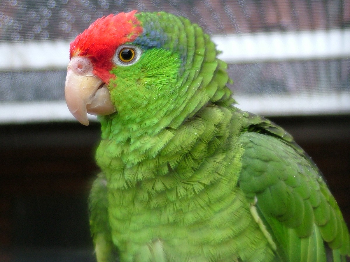 Red-crowned Parrot - Nico Rosseel