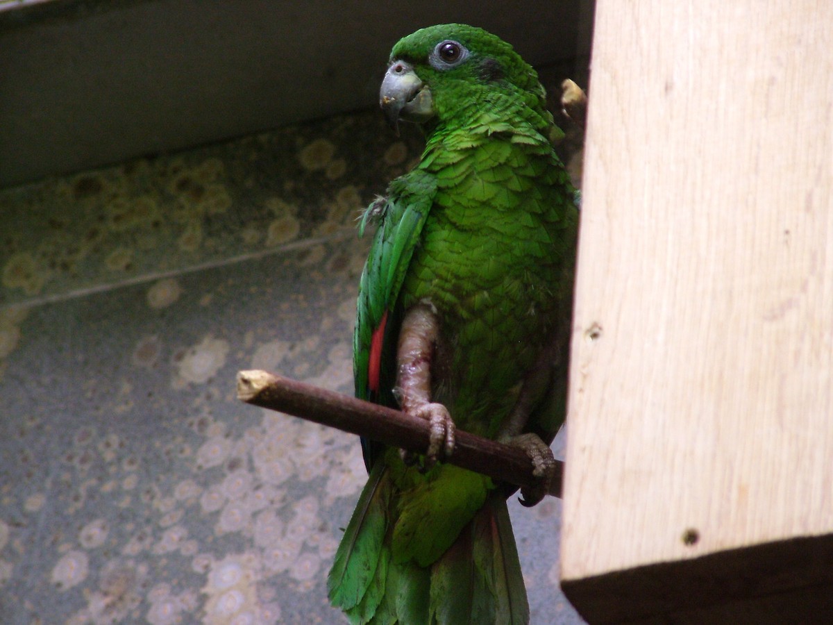 Black-billed Parrot - Nico Rosseel