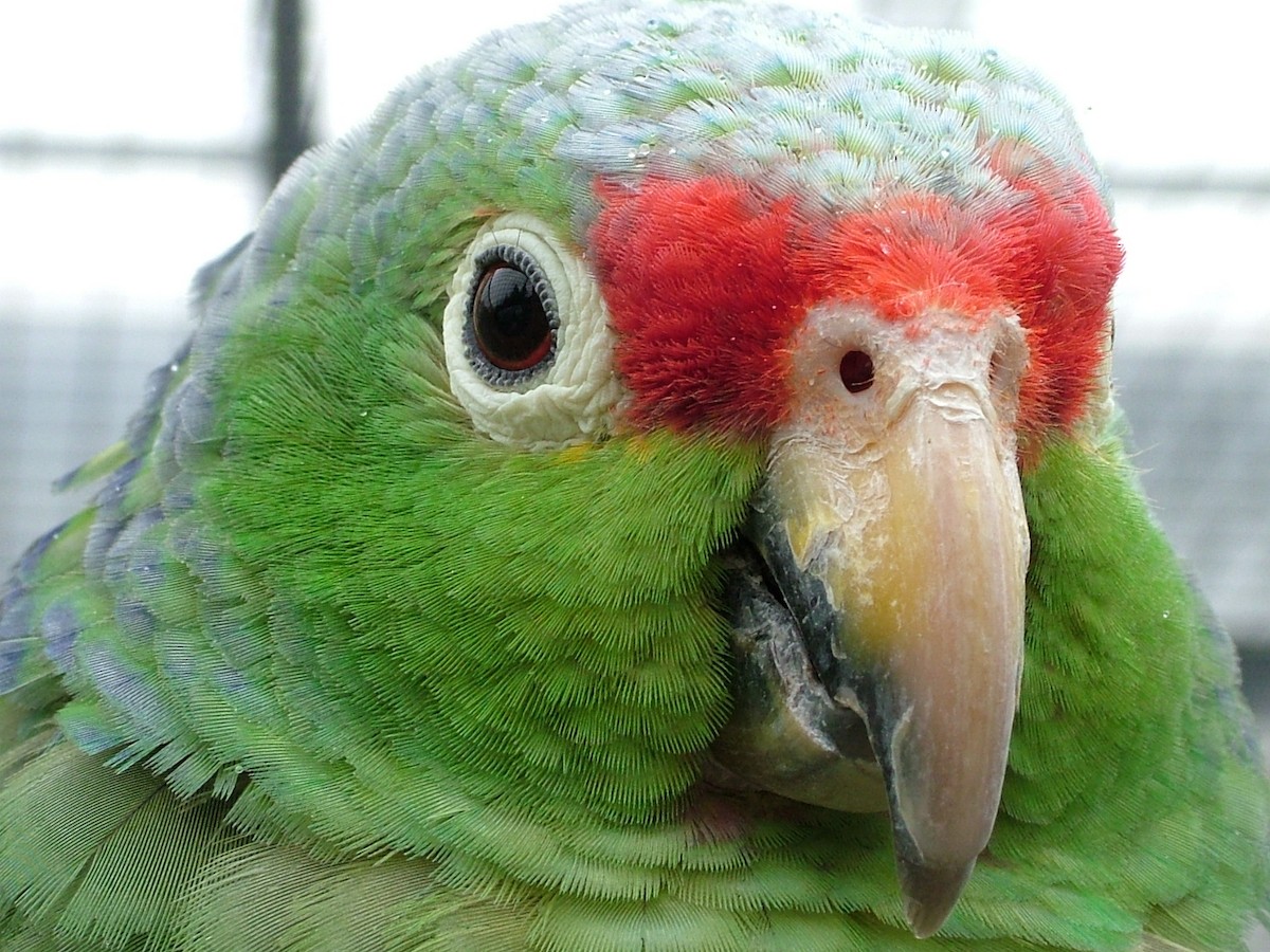 Red-lored Parrot - Nico Rosseel