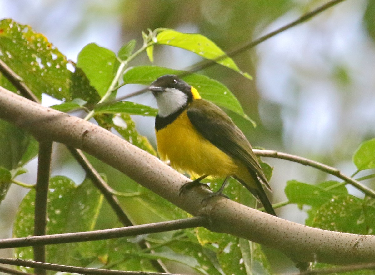 Yellow-throated Whistler - Gil Ewing