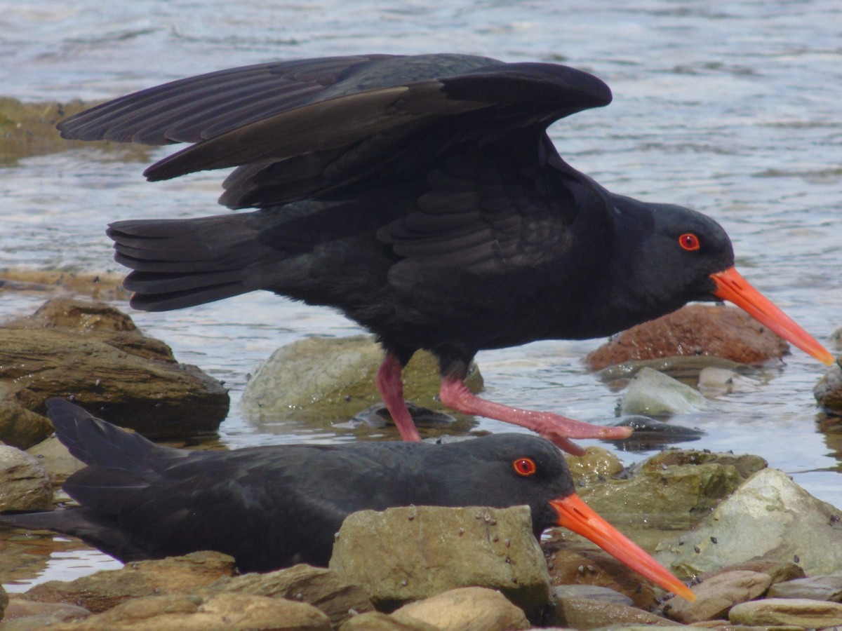 Variable Oystercatcher - Patrick Crowe