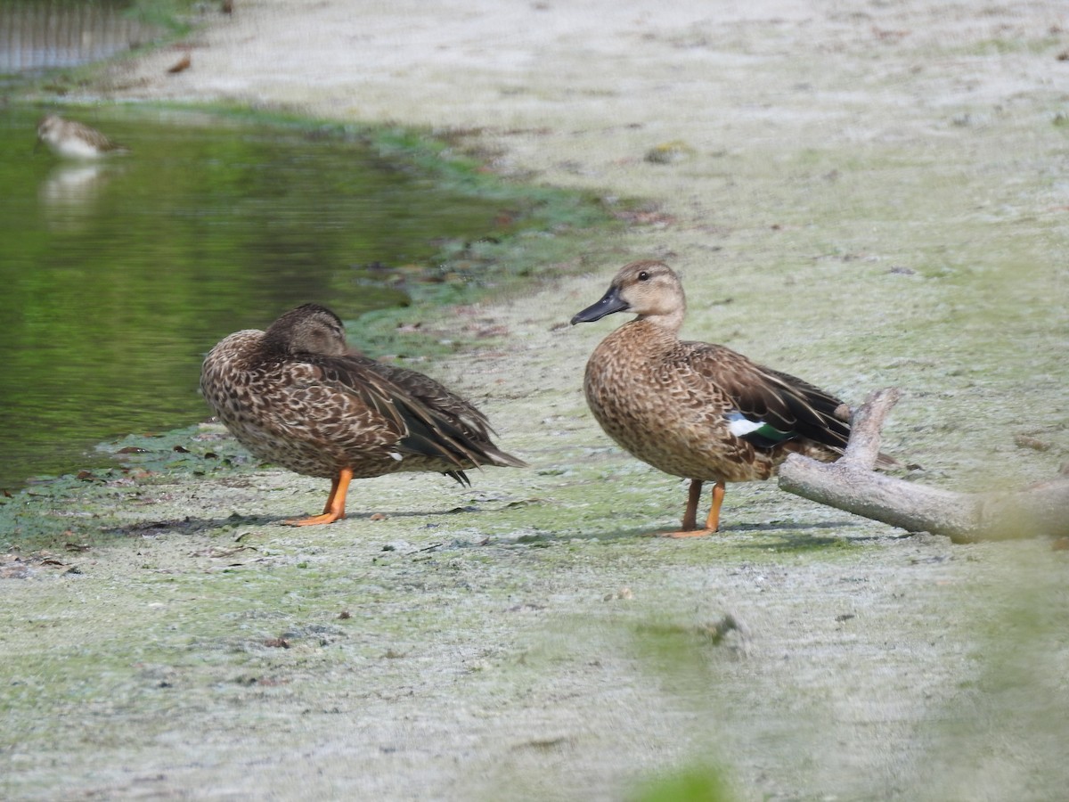 Blue-winged Teal - ML71039321