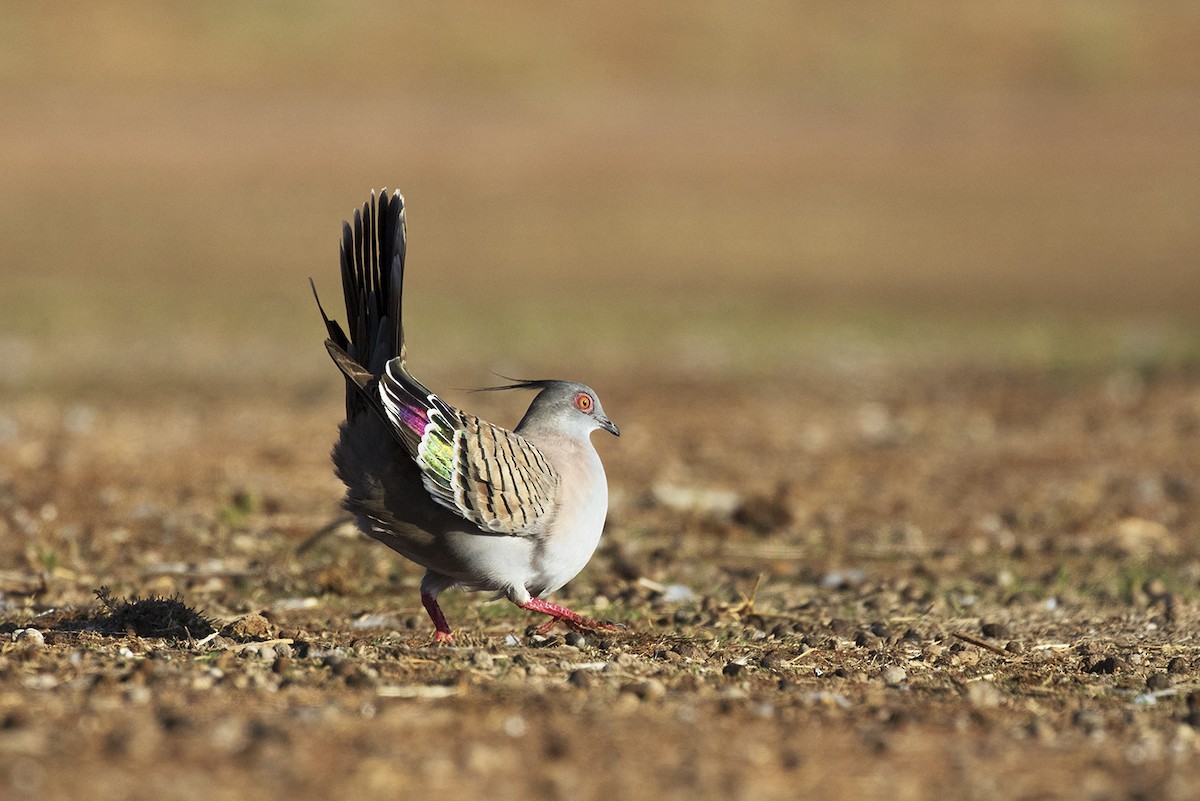 Crested Pigeon - ML710397
