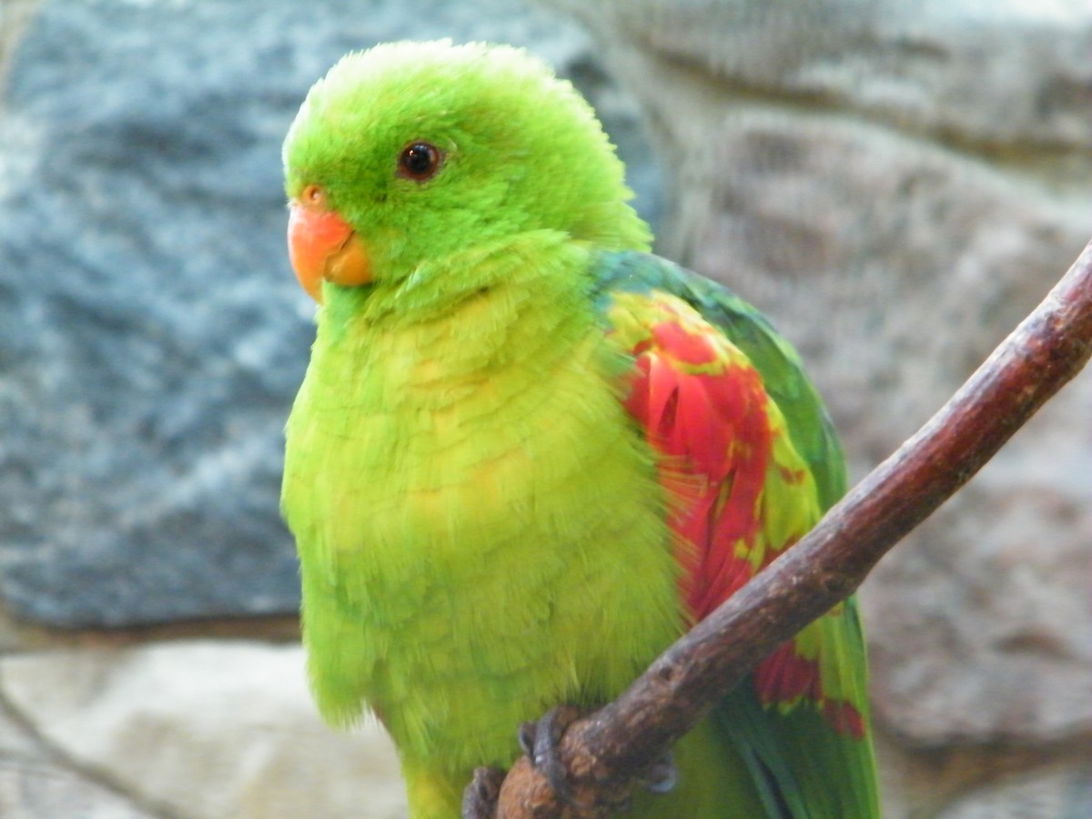 Olive-shouldered Parrot - Nico Rosseel