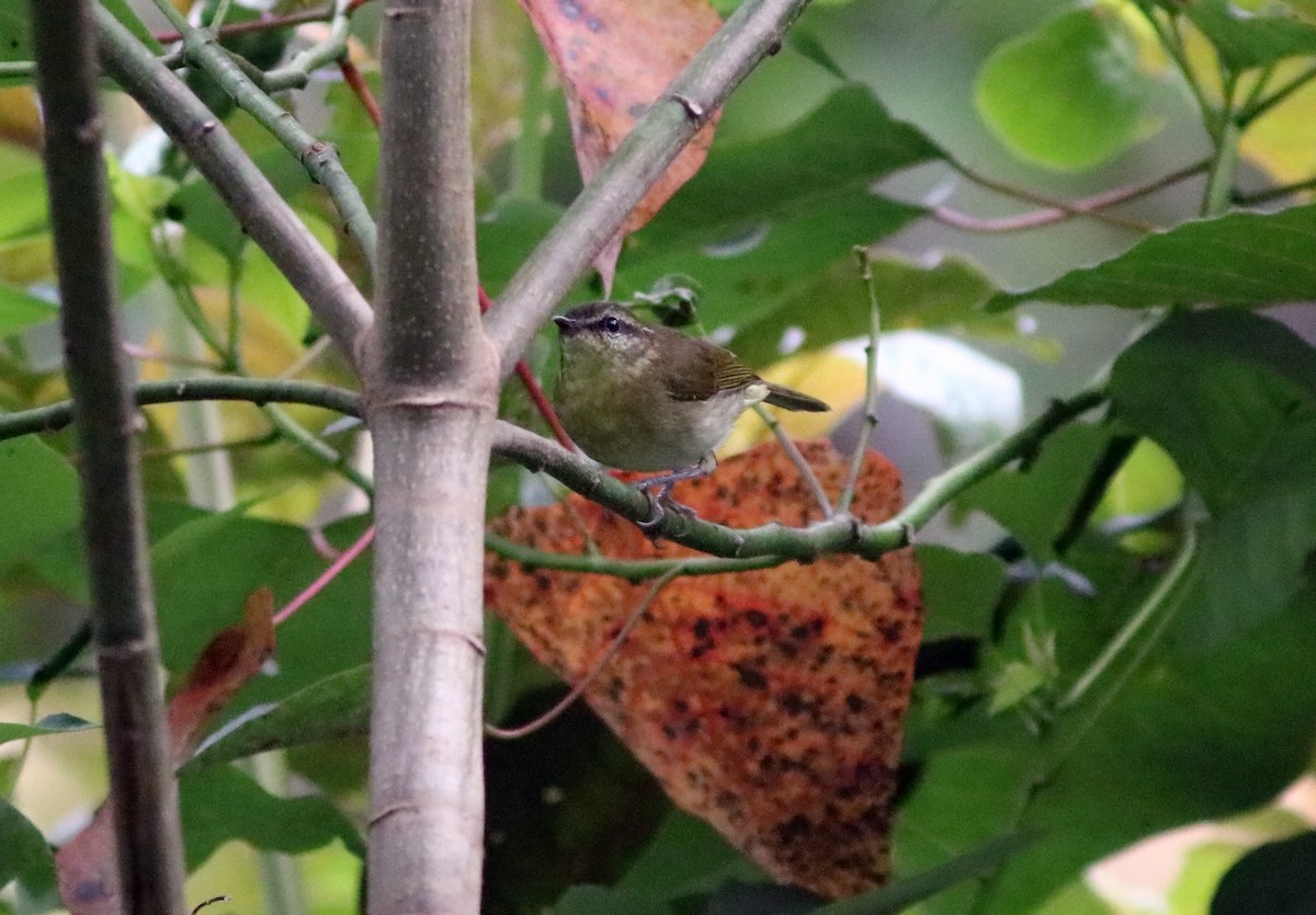 Sulawesi Leaf Warbler - John Drummond