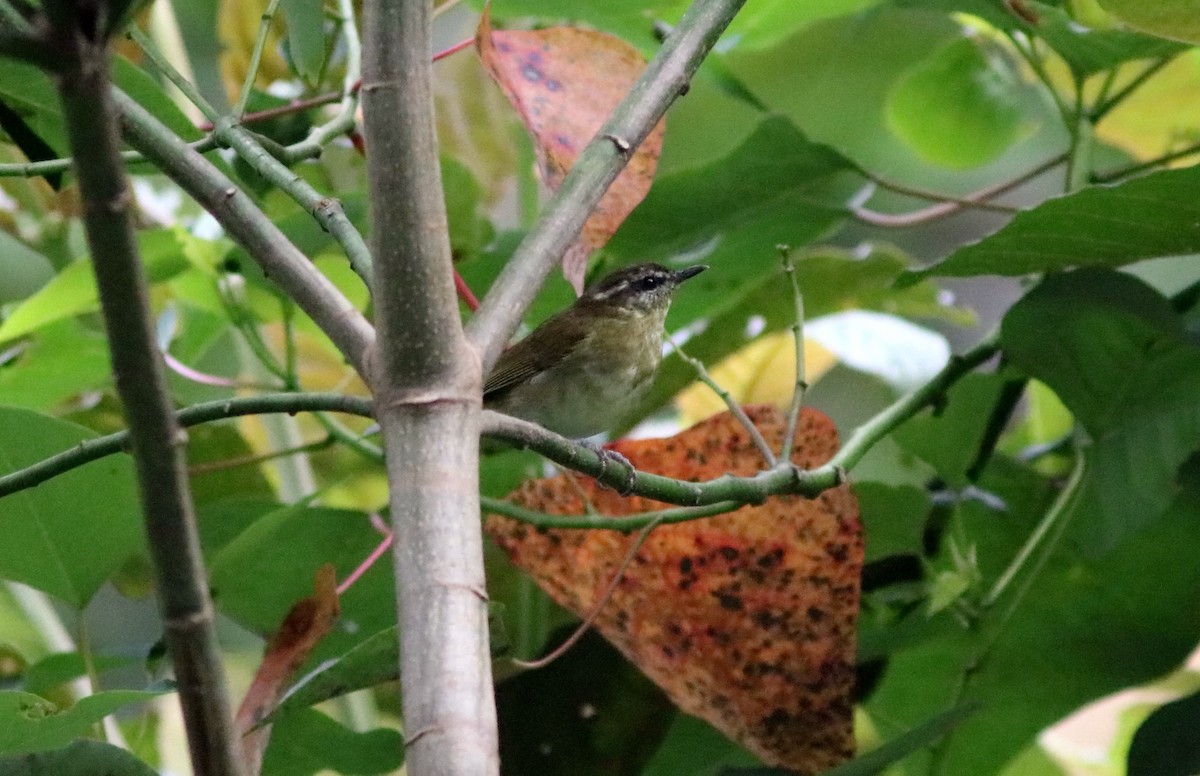Sulawesi Leaf Warbler - John Drummond