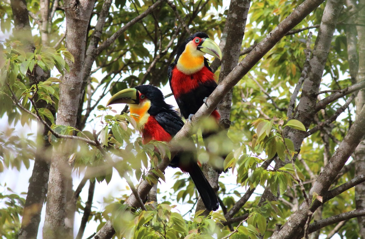 Red-breasted Toucan - ML71040041