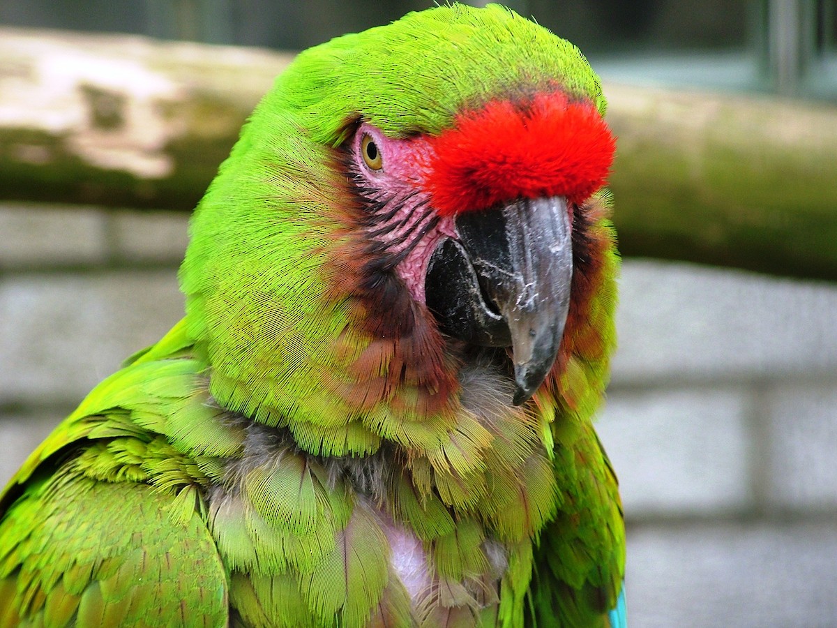 Military Macaw - Nico Rosseel