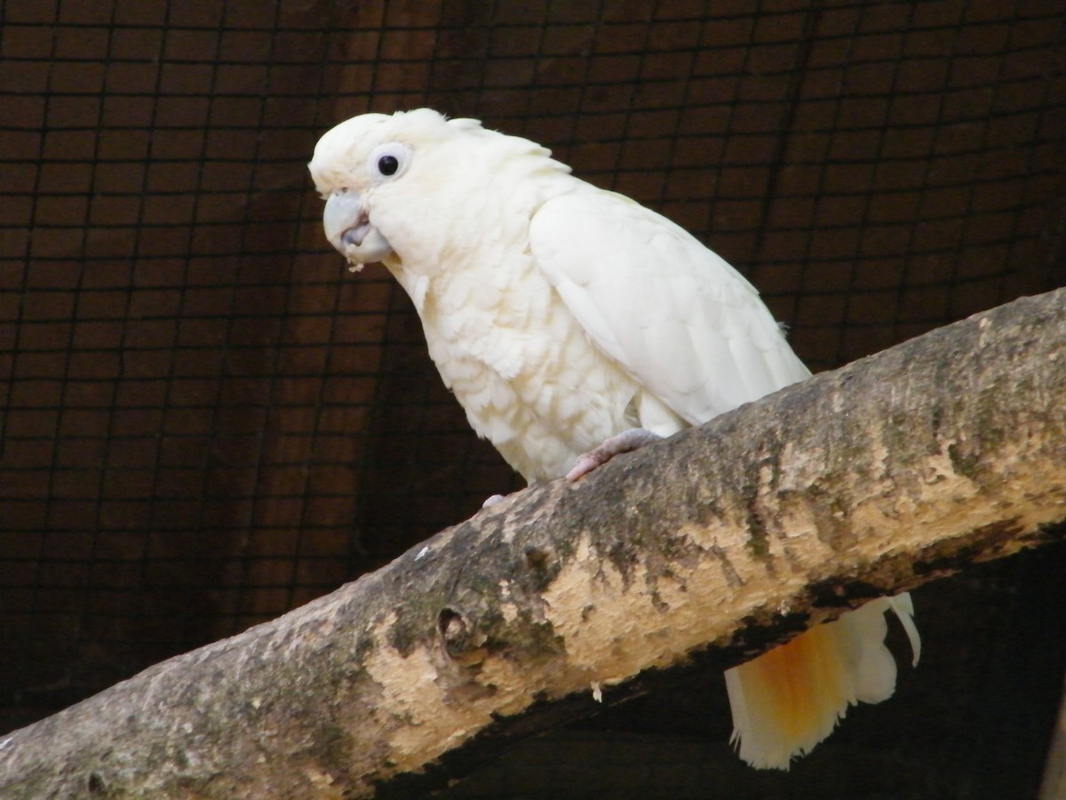 Philippine Cockatoo - Nico Rosseel