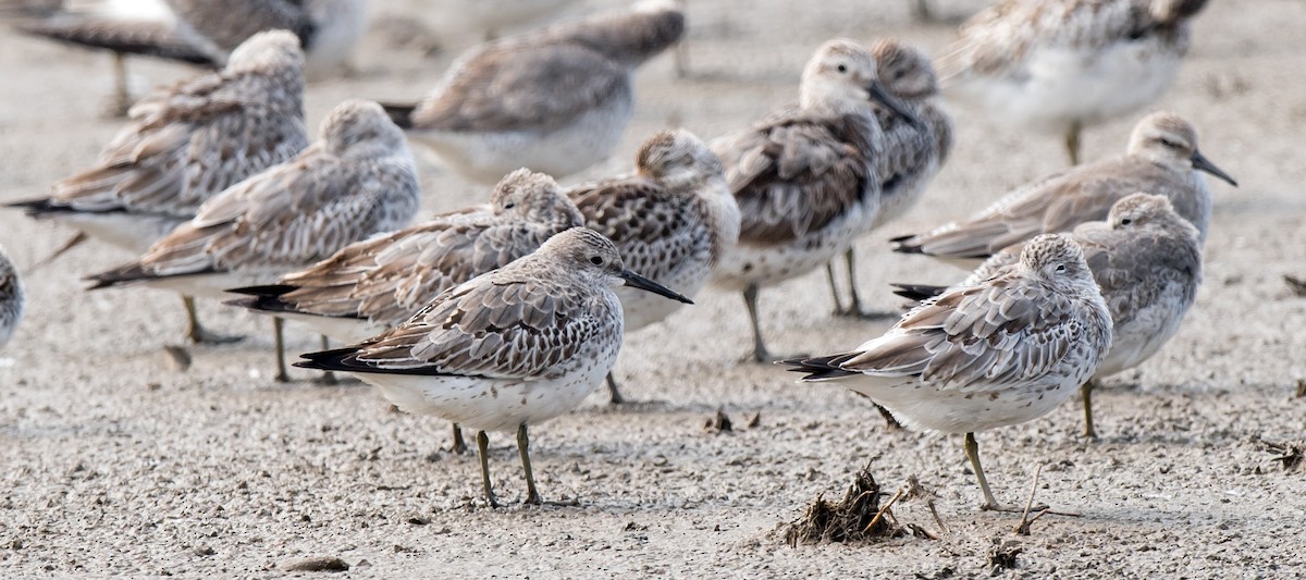 Great Knot - ML71041321
