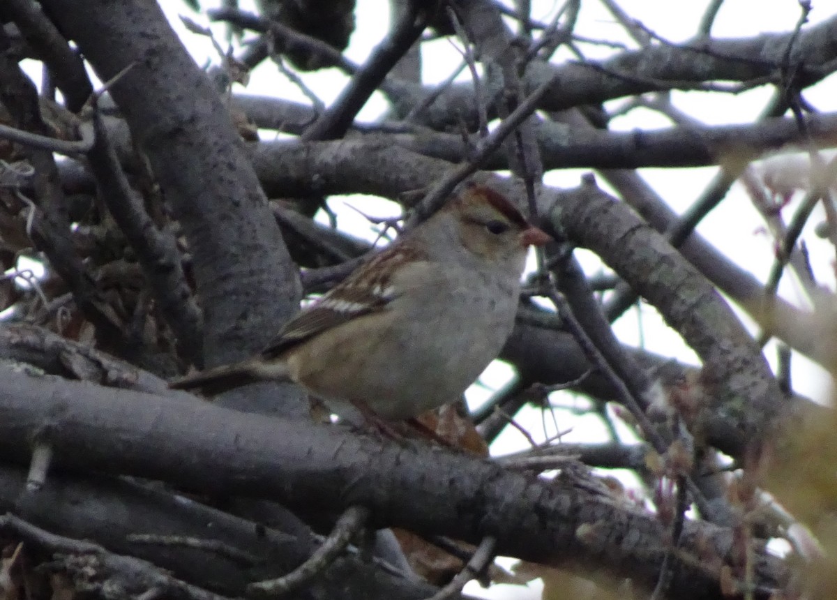 White-crowned Sparrow - ML71042681