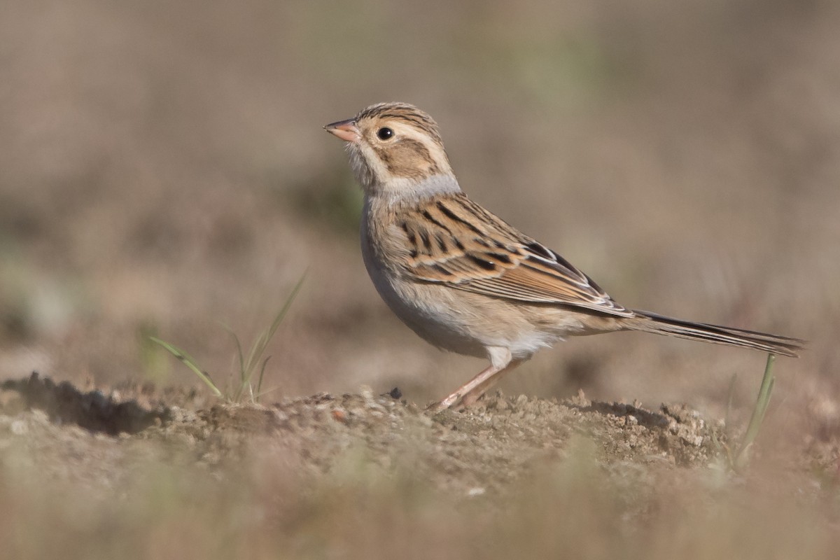Clay-colored Sparrow - Chingling Tien