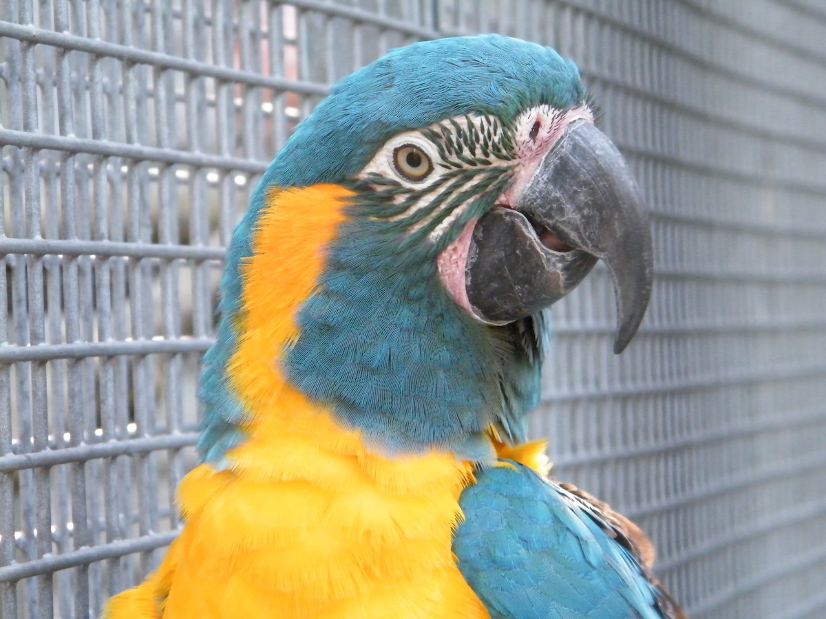 Blue-throated Macaw - Nico Rosseel