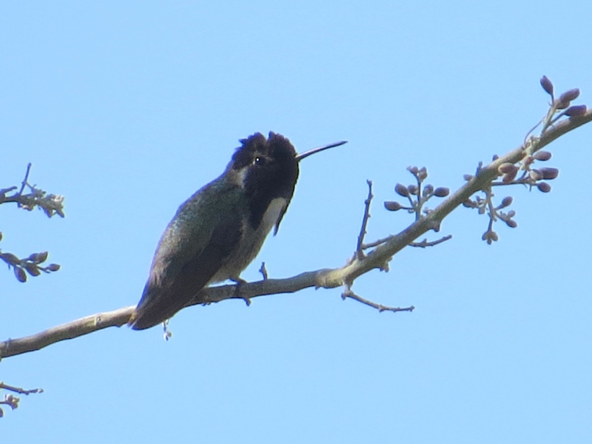 Costa's Hummingbird - ML71046661