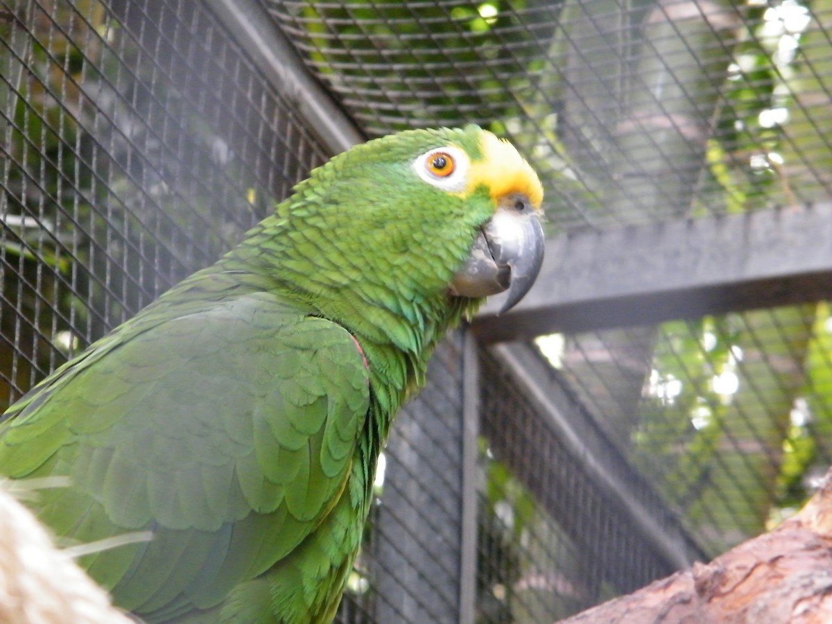 Yellow-crowned Parrot - Nico Rosseel