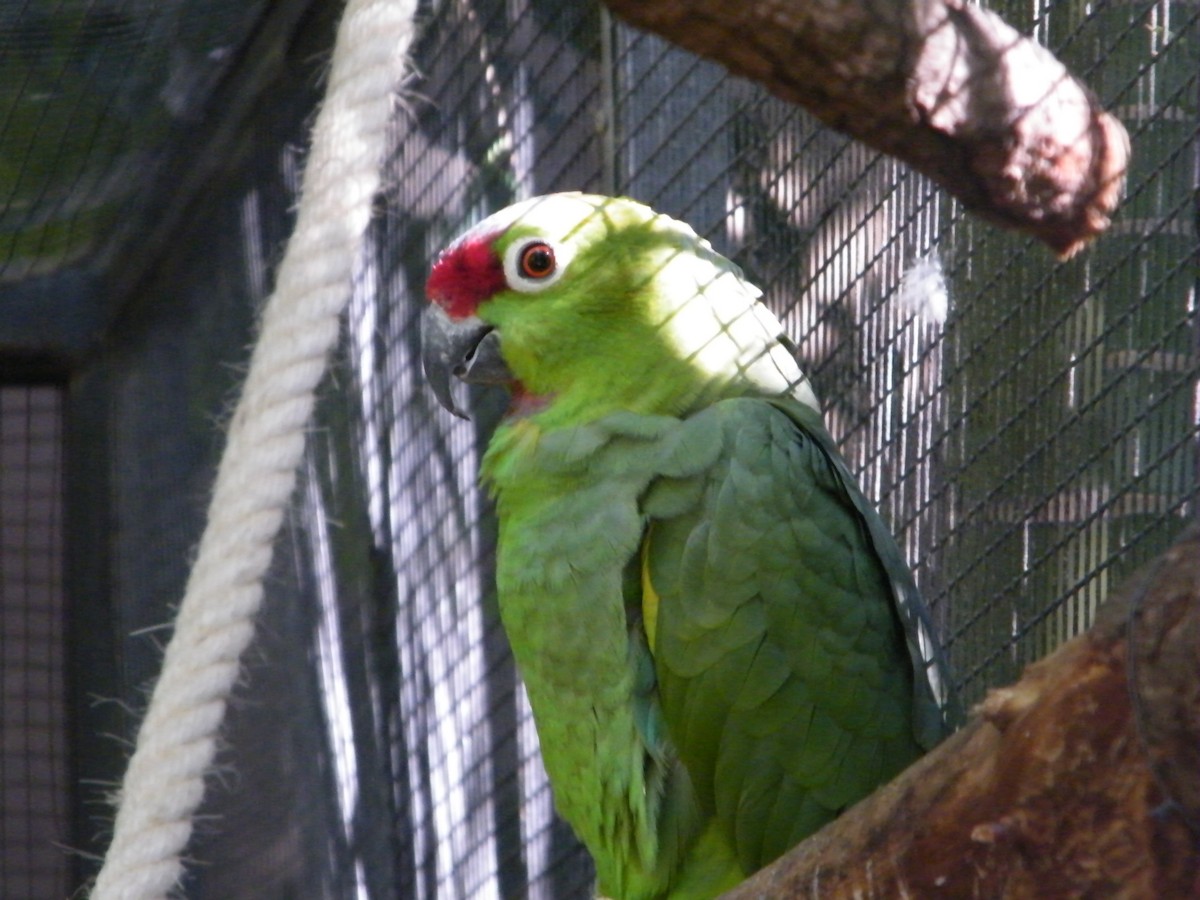 Red-lored Parrot (Diademed) - Nico Rosseel