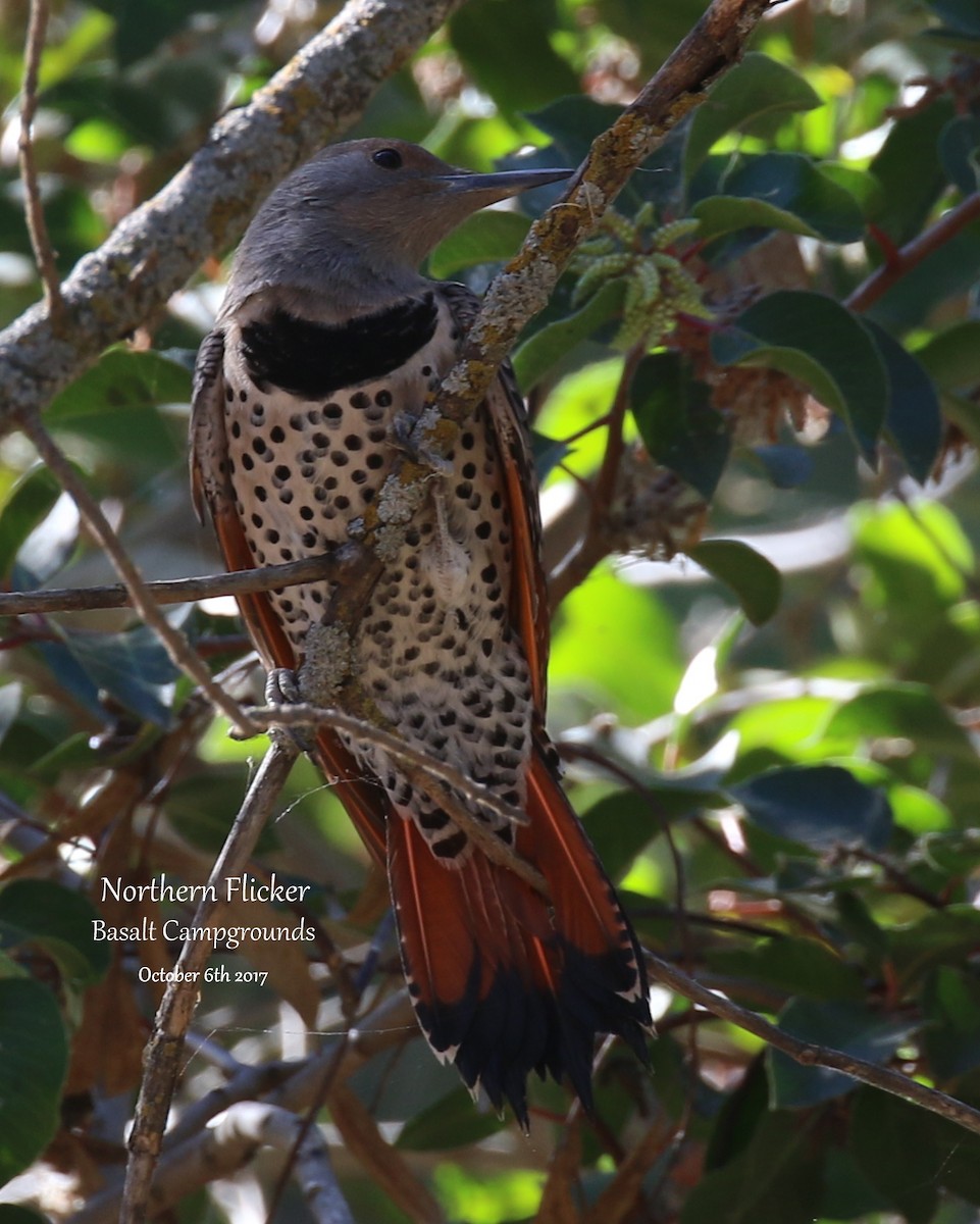 Northern Flicker (Red-shafted) - Richard Brown