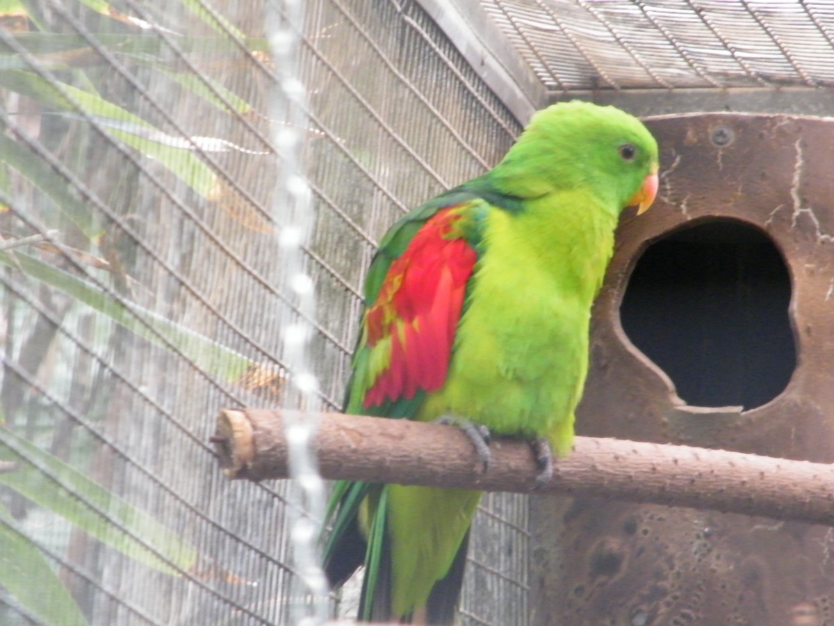 Olive-shouldered Parrot - Nico Rosseel