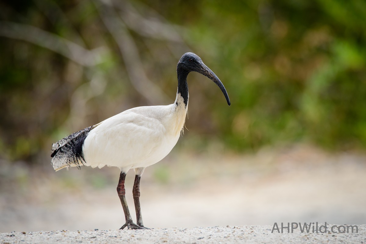 ibis australský - ML71050191