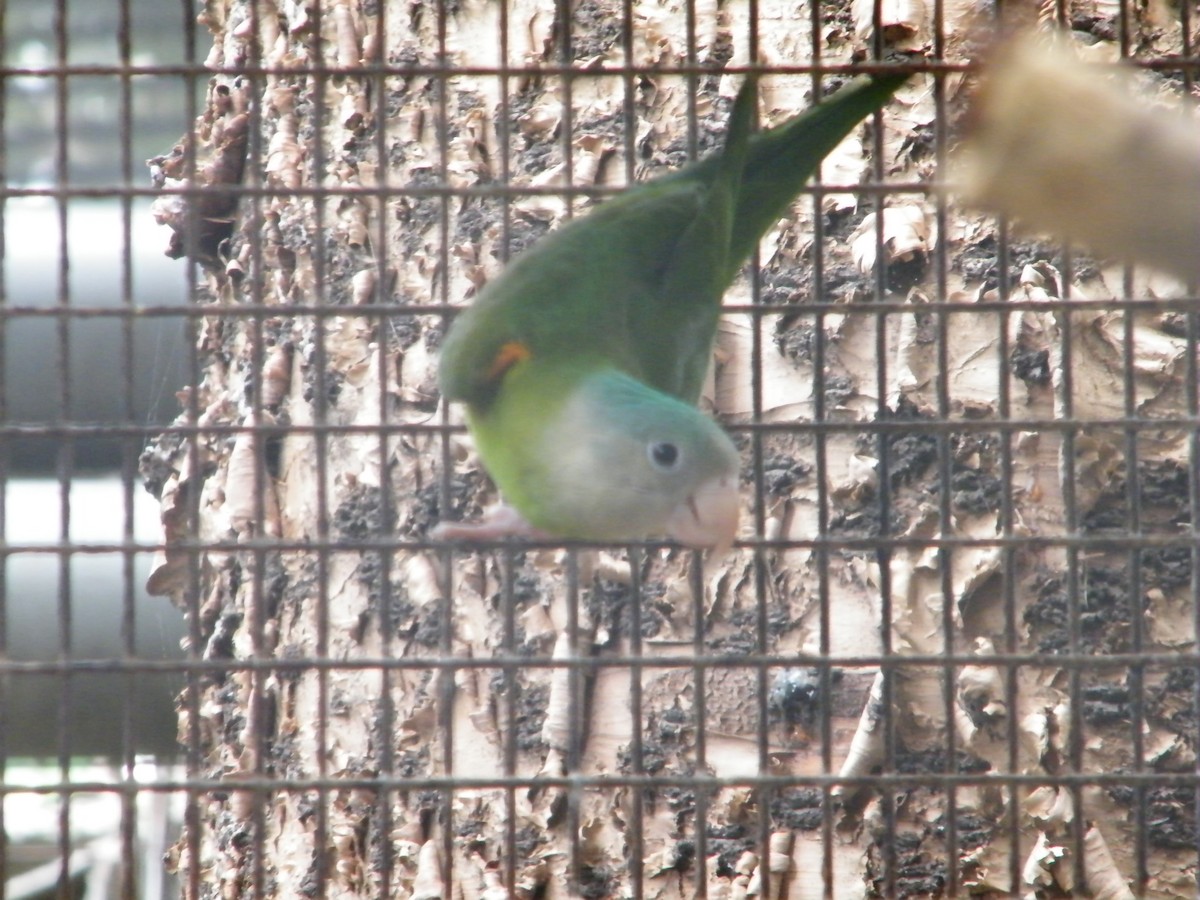 Gray-cheeked Parakeet - Nico Rosseel