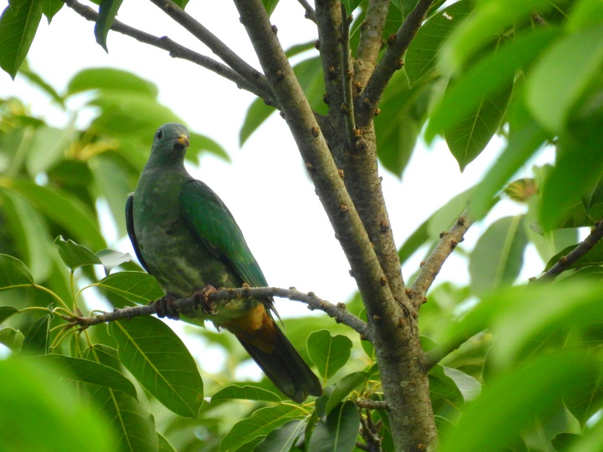 Black-chinned Fruit-Dove - 林 禮榮