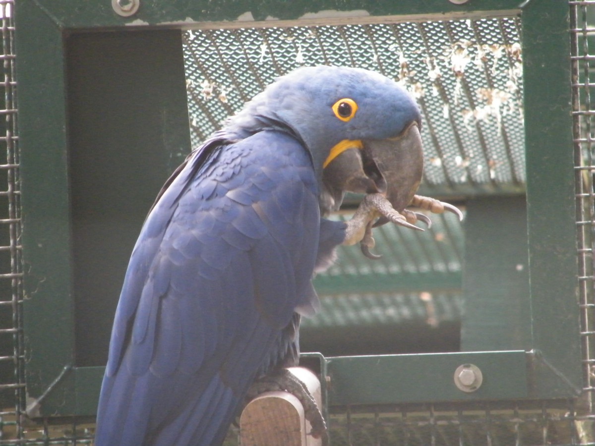 Hyacinth Macaw - Nico Rosseel