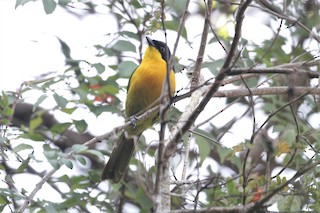  - Black-fronted Bushshrike