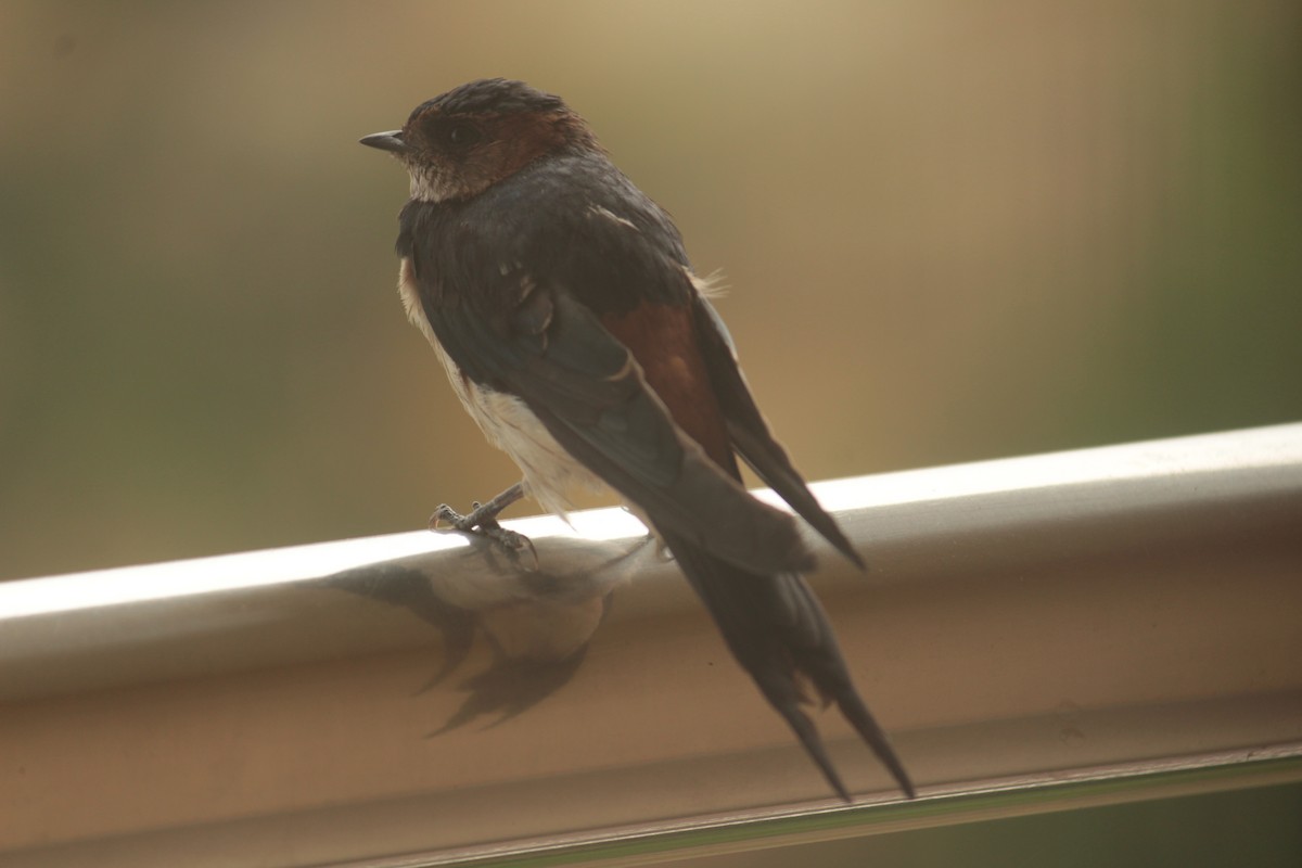 Red-rumped Swallow (Red-rumped) - ML71054701