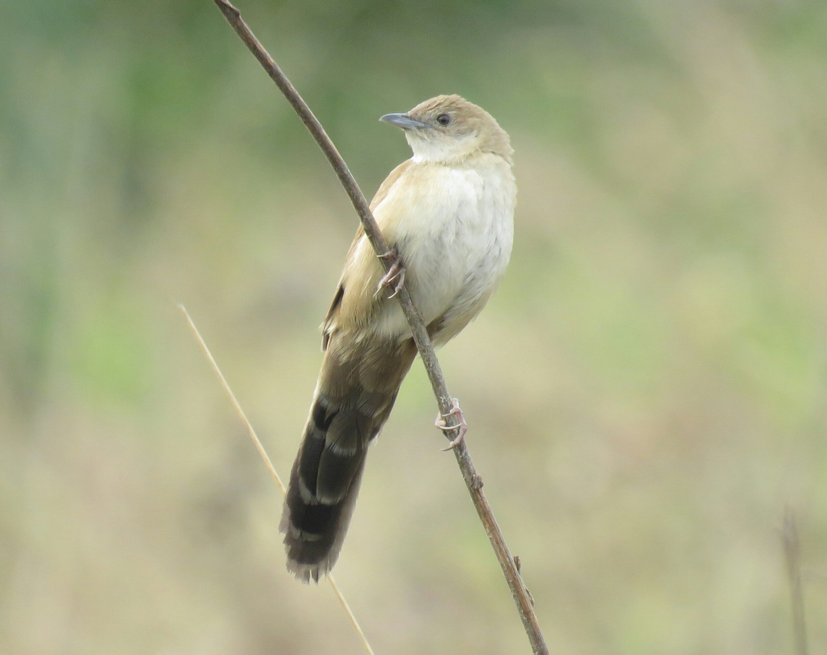 Fan-tailed Grassbird - Brad Arthur