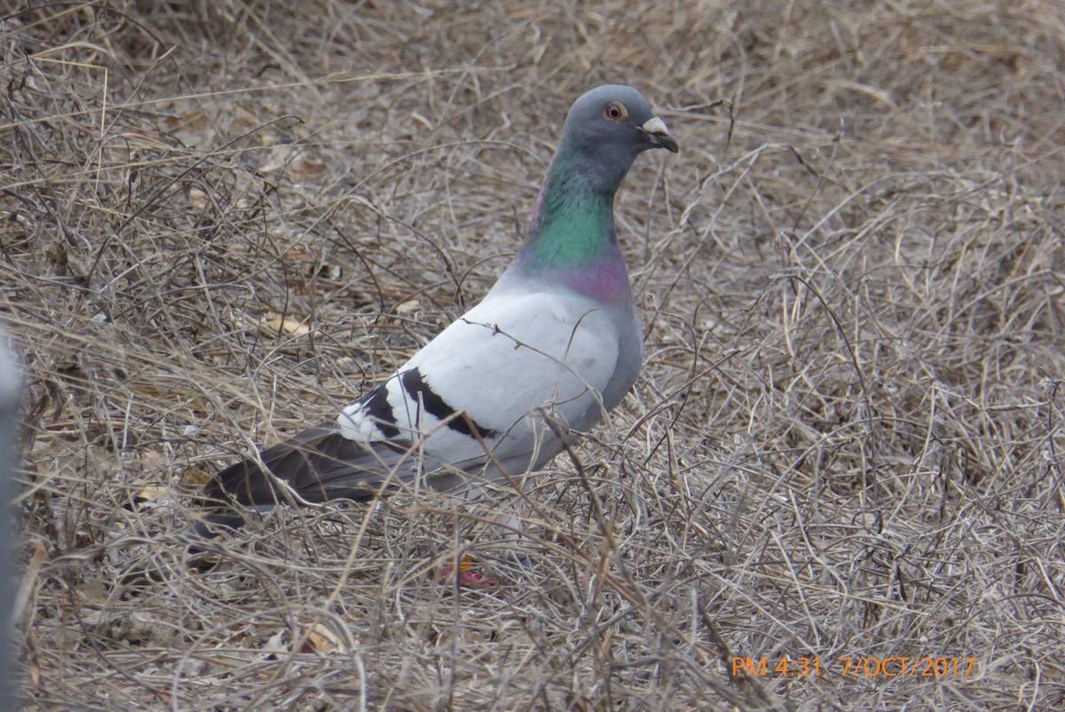 Rock Pigeon (Feral Pigeon) - ML71057101